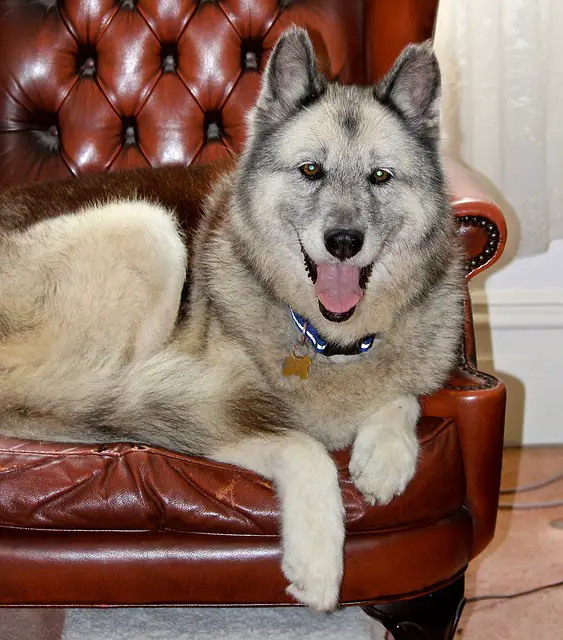 Gerberian Shepsky Shedding