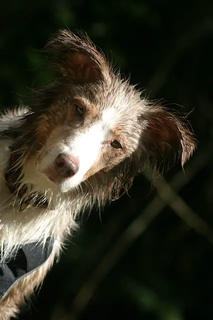 Red Merle Color Variations and Patterns