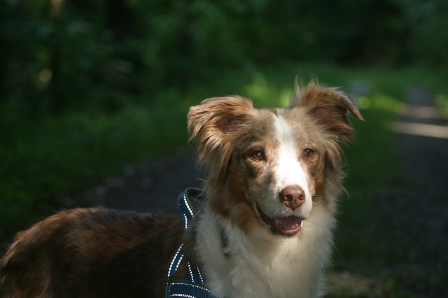 Australian Shepherd Red Merle Eye Problems