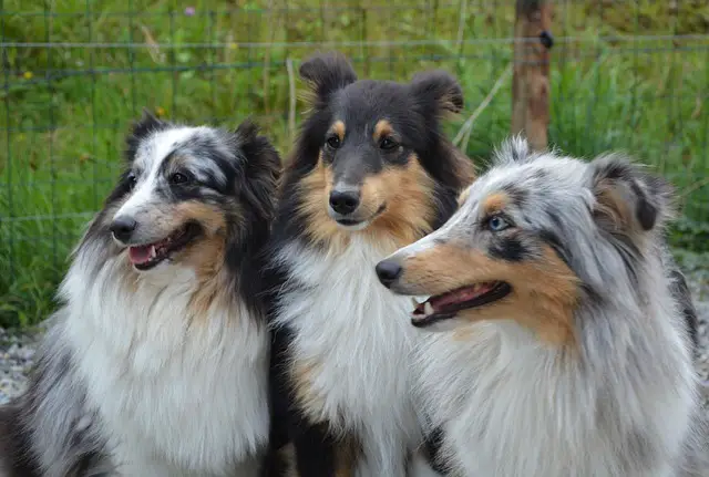 Australian Shepherd Blue Merle Variations