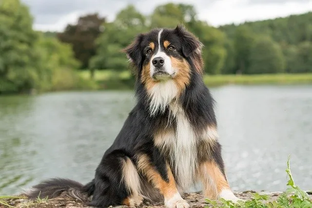 best food for an australian shepherd