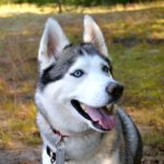 tips for siberian husky owners