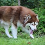 Gerberian Shepsky Dog Facts and Information