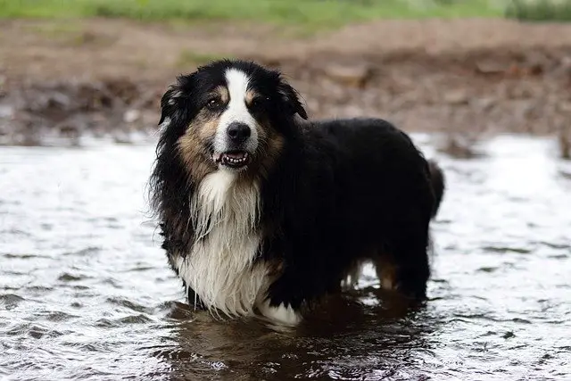 australian shepherd skin problems