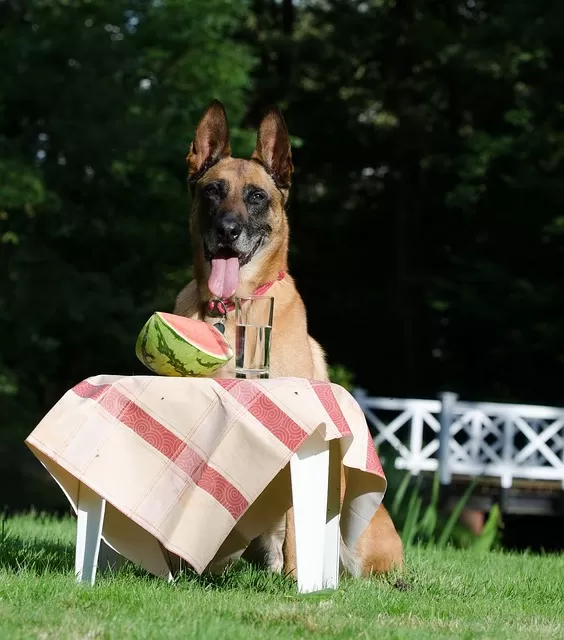 Foods For Your Belgian Malinois
