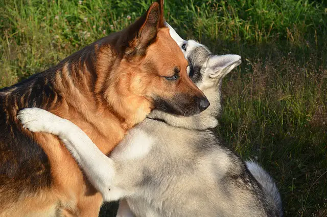 Gerberian Shepsky Puppy