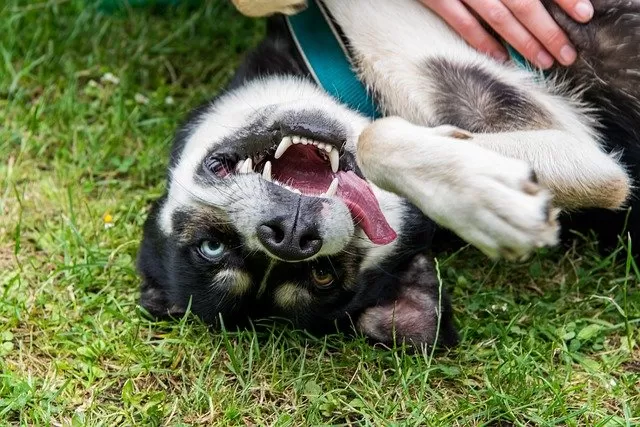 Dealing with aggression in dogs