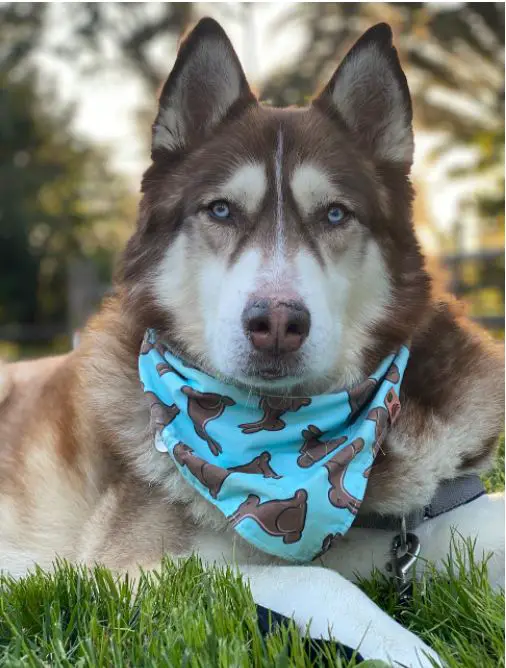 Stages of Gerberian Shepsky Puppy Development