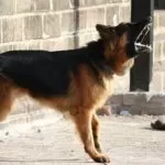 German Shepherd Barking