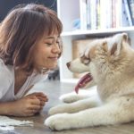 Tips for Siberian husky Owners