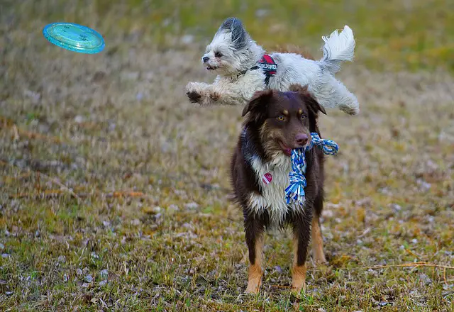 Australian puppy Basic Training