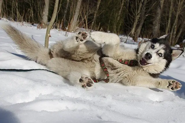  Gerberian Shepsky Hip and Elbow Dysplasia