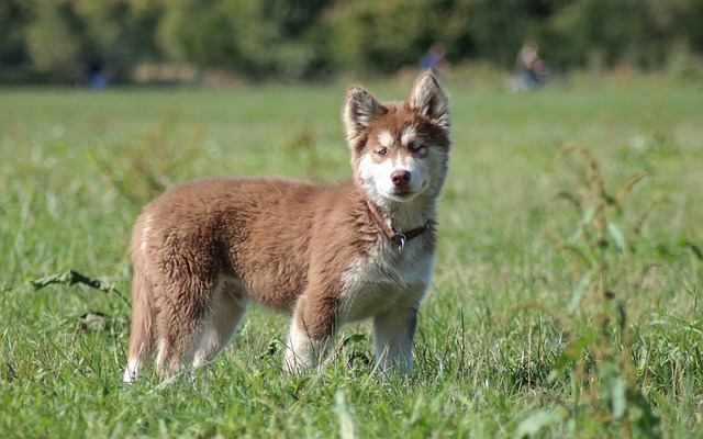 How To Train A German Shepherd Husky Mix Puppy