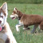 Tips For Gerberian Shepsky Puppy Training