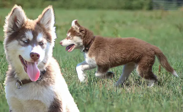 Tips For Gerberian Shepsky Puppy Training