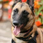 Belgian Malinois Shedding and Shedding Season