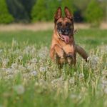 Belgian Malinois Health Problems