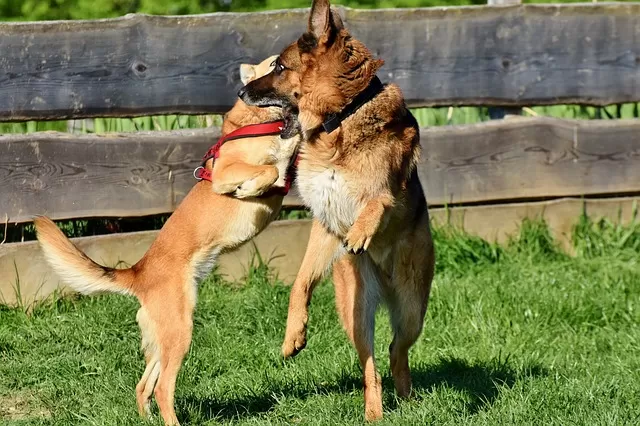 Why German Shepherds Will Attack Small Dogs