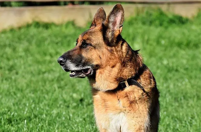 german shepherd