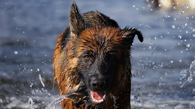 german shepherd grooming