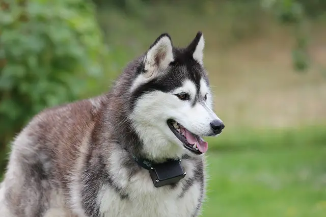 How To Control Shedding In Dogs