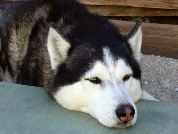 Siberian Husky Health Problems – Shepherddogsite