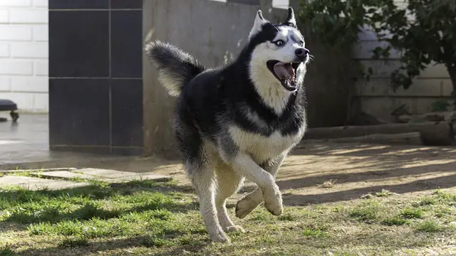 Siberian husky tips