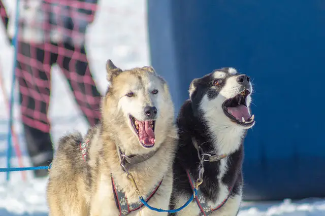 Gerberian Shepsky Barking and howling