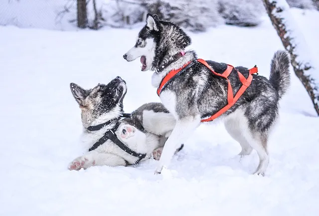 Siberian husky exercise and training