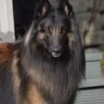 Belgian Tervuren Shedding