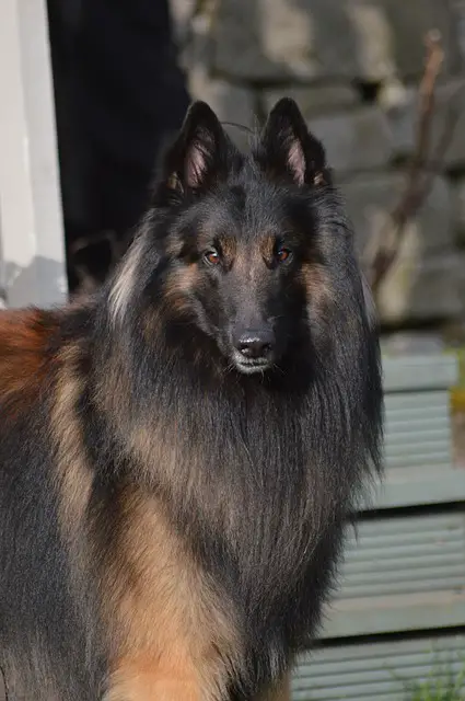 Do Belgian Tervuren Shed?