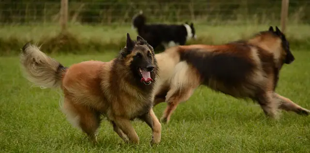 History of the Belgian Tervuren