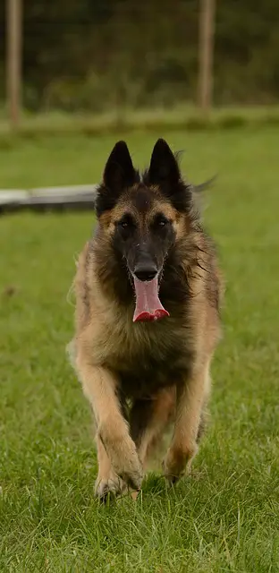 Belgian Tervuren Temperament and Characteristics