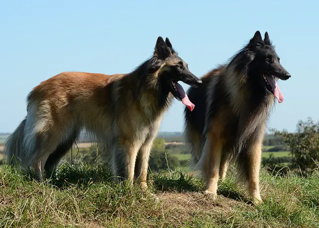 Belgian Tervuren Appearance