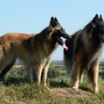 Belgian Tervuren Information and Facts