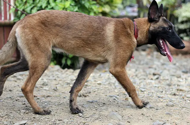 Belgian Malinois Appearance