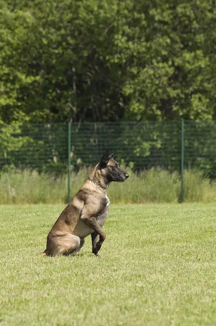 Belgian Malinois Training 