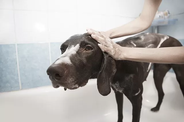 best dog shampoo for odor and shedding