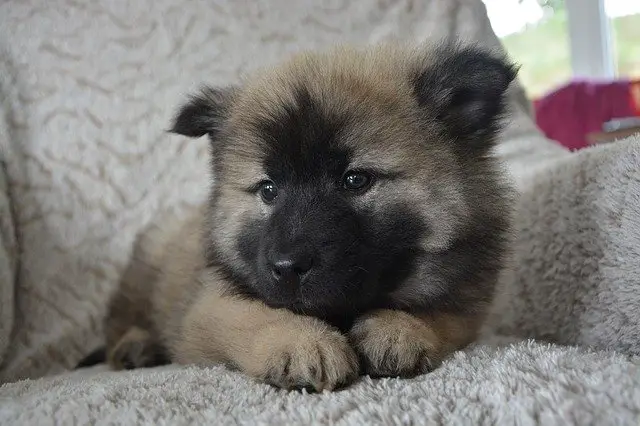 Belgian Tervuren Growth Stages 