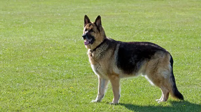 German Shepherd Health Problems