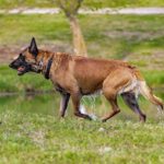 Belgian Malinois Hip Dysplasia