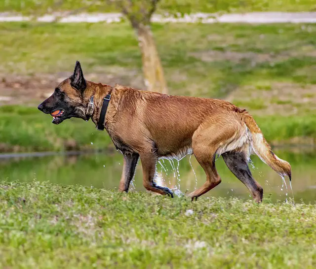 Belgian Malinois Hip Dysplasia