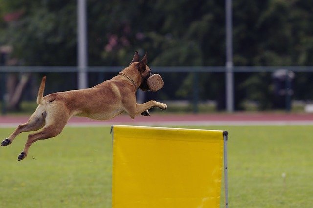 How to Train Belgian Malinois?