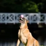 How to Train Belgian Malinois?