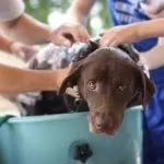 Best Dog Shampoo for Shedding