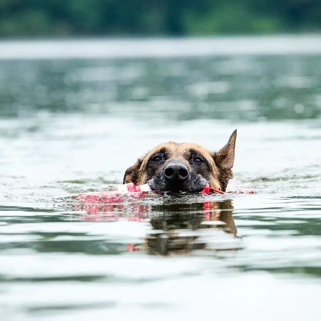 Belgian Malinois