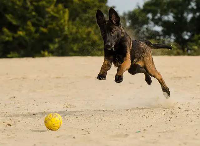 teaching your Belgian malinois engagements