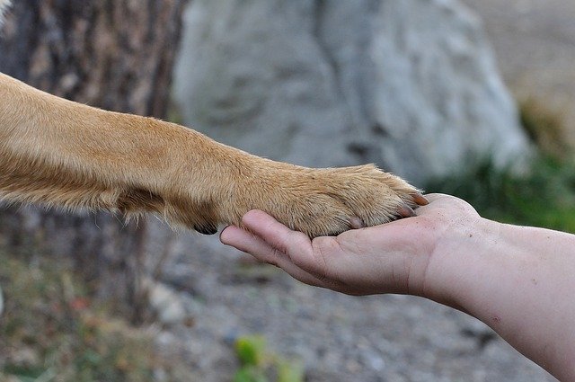 Sensitive Paws in Dogs