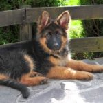 german shepherd puppy