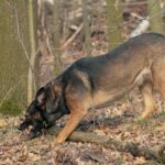 Belgian Malinois Elbow Dysplasia